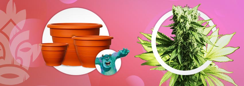 Größere Behälter Für Monströse Weed-pflanzen